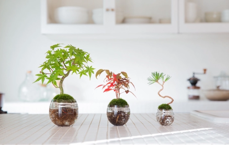 水耕營養液成分終極指南：自製配方與常見陷阱解析