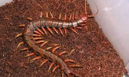 蜈蚣怕什麼
