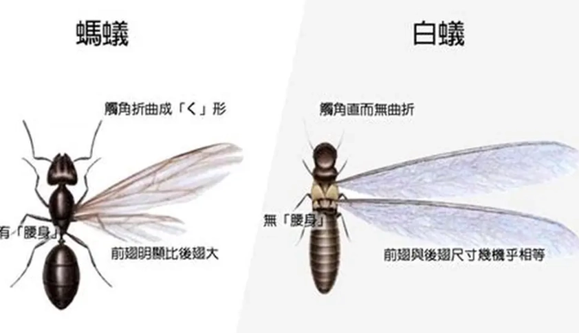 防飛蟻方法全攻略：居家必學的有效防治技巧與專家建議