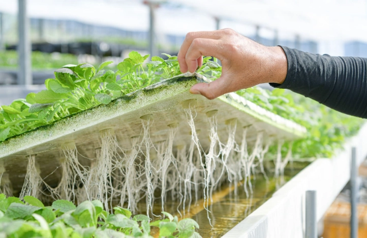 水耕營養液配方