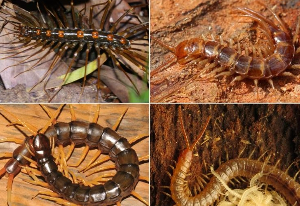 蜈蚣真的怕熱水嗎？專家破解迷思，教你正確居家驅蜈蚣方法