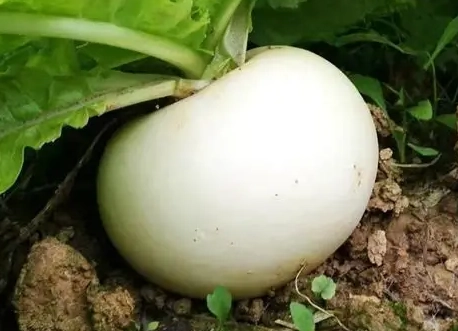 台灣秋季蔬菜 台灣秋季蔬菜