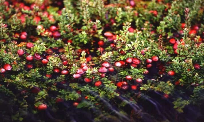 蔓越莓抗氧化好處