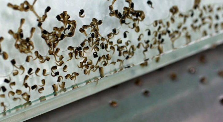 居家防蚊必學：徹底清除蚊子幼蟲的完整實用指南