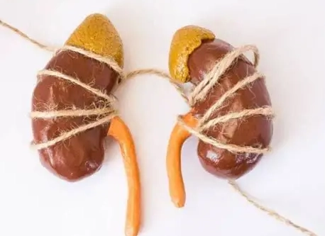 腎功能會恢復嗎？專家解析恢復可能性與關鍵方法