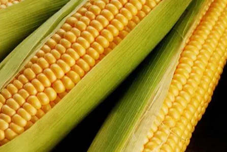 澱粉類蔬菜全攻略：營養、挑選、料理一次搞懂