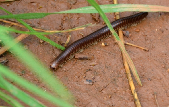 家裡出現蜈蚣怎麼辦？5步驟立即處理與長期預防指南