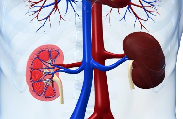 腎功能恢復 腎功能恢復