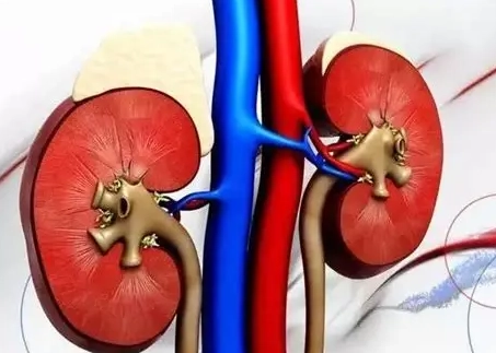 腎臟損傷恢復時間