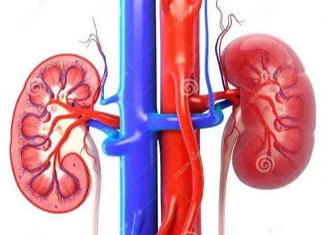 如何恢復腎功能