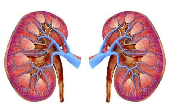 腎功能不佳怎麼救？營養師教你從飲食到習慣的完整改善指南