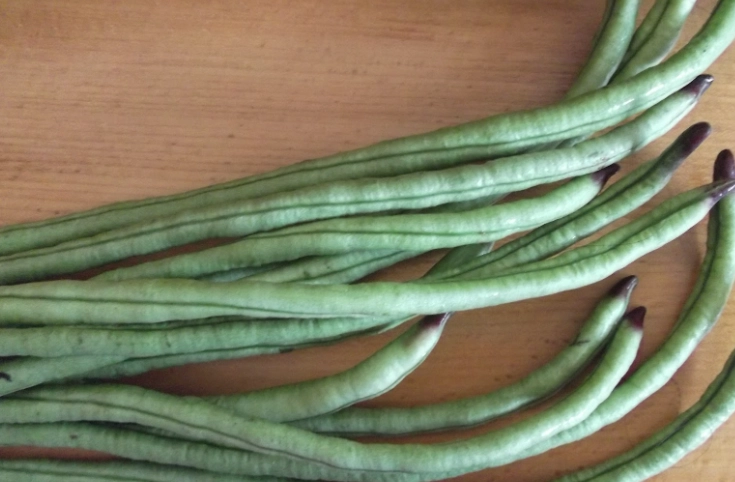 菜豆脹氣怎麼辦？徹底解決脹氣困擾的實用指南