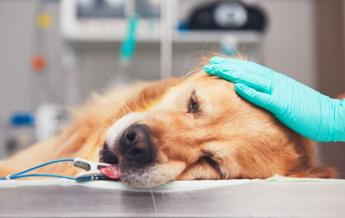 貓咪胰臟炎診斷