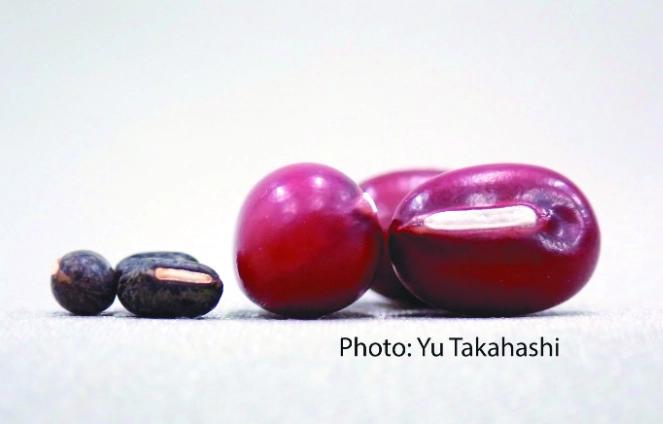 紅豆膠質是什麼？美容養顏的植物膠原蛋白，在家輕鬆煮出膠質感