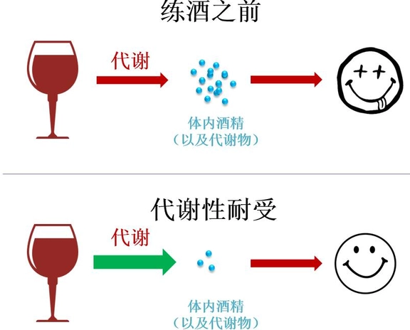 酒精代謝過程全解析：從科學角度理解身體如何處理酒精