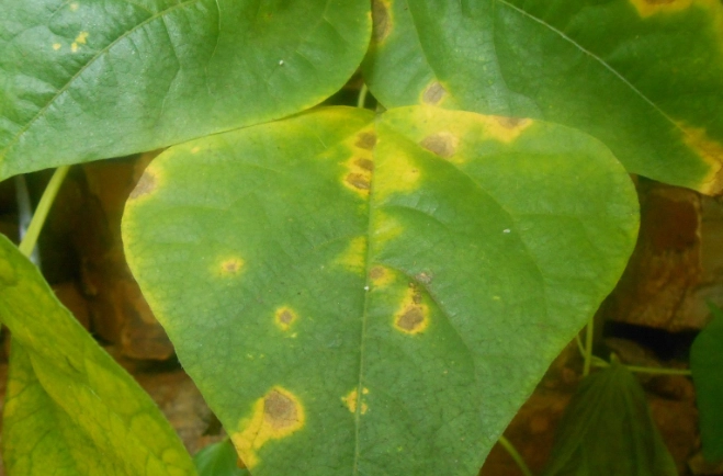 菜豆脹氣緩解 菜豆脹氣緩解