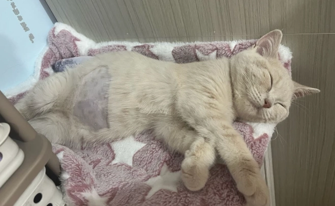 貓急性胰臟炎症狀全解析：識別、處理與預防終極指南