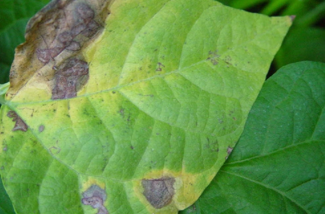 菜豆脹氣預防 菜豆脹氣預防