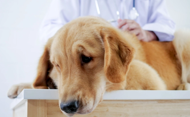 胰臟炎貓治療全攻略：症狀、飲食、費用與居家照護關鍵