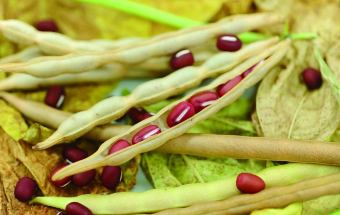紅豆藥性終極解析：中醫功效、食療秘方與禁忌全指南