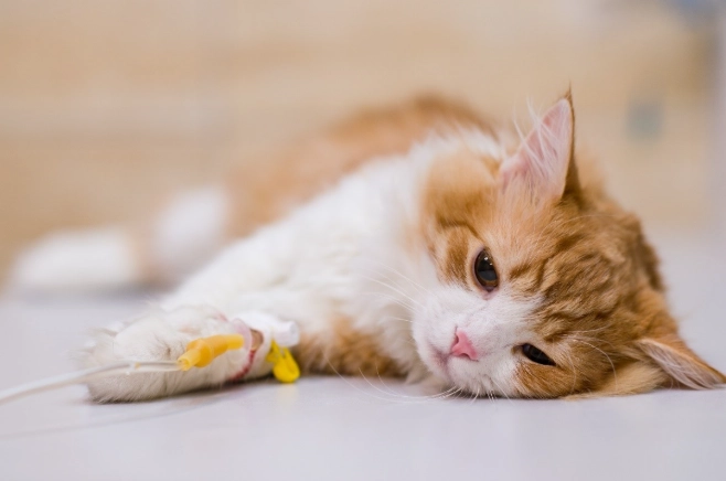 貓胰臟炎飲食 貓胰臟炎飲食