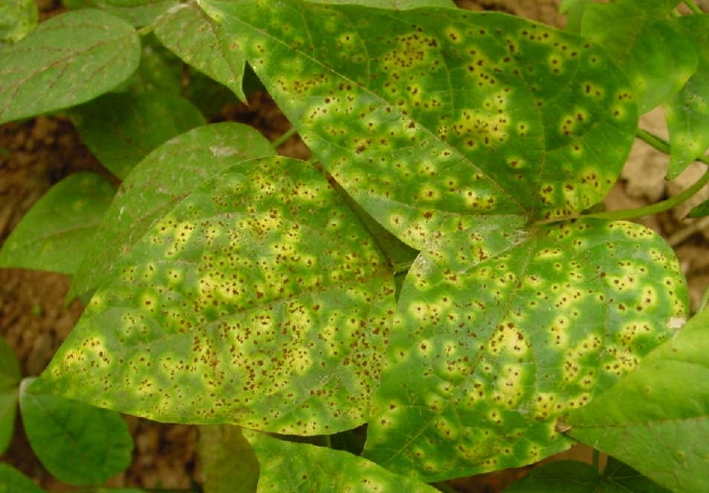 菜豆脹氣緩解 菜豆脹氣緩解
