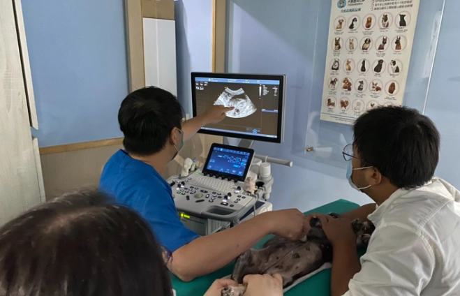 貓胰臟炎飲食 貓胰臟炎飲食