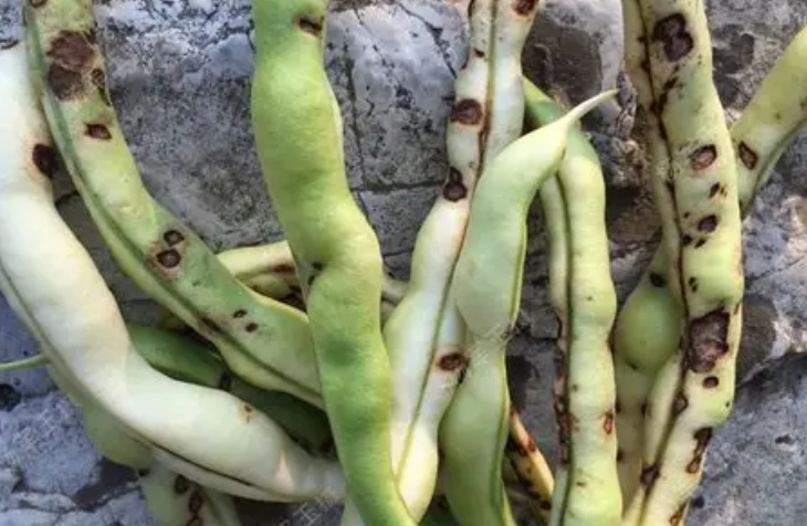 菜豆脹氣預防 菜豆脹氣預防