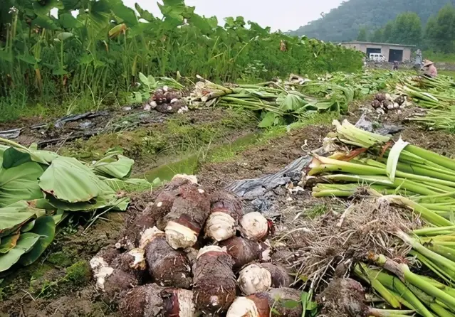 冷凍芋頭技巧 冷凍芋頭技巧