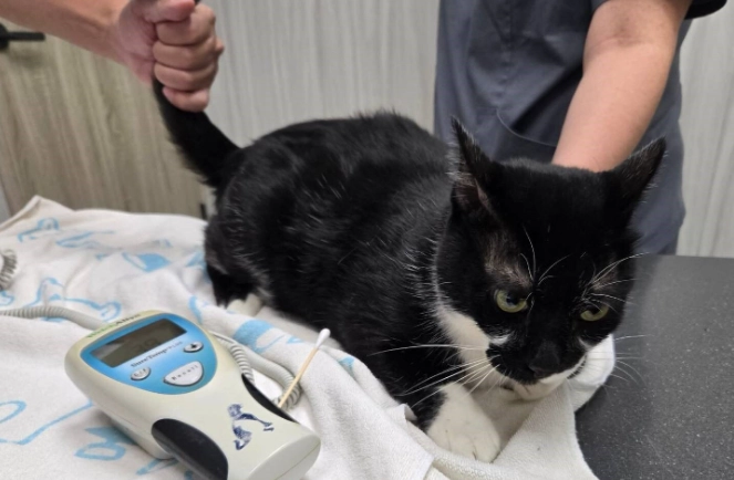 貓咪胰臟炎診斷