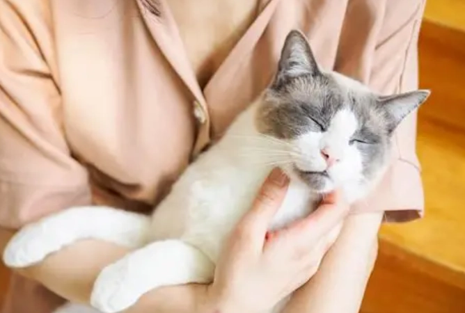 貓胰臟炎症狀 貓胰臟炎症狀