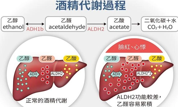 酒後多久能開車