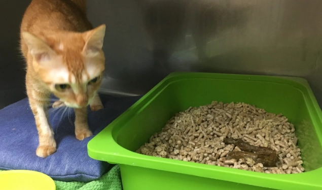 貓咪胰臟炎症狀