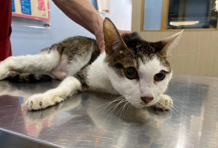 貓咪胰臟炎飲食