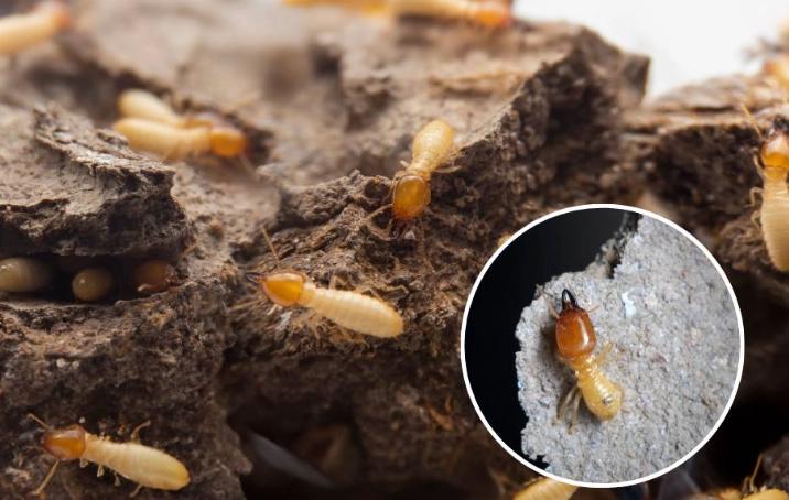 家裡有飛蟻怎麼辦