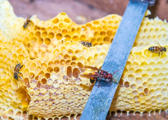 虎頭蜂蜂蜜選購指南：專家教你分辨真假、功效與食用禁忌