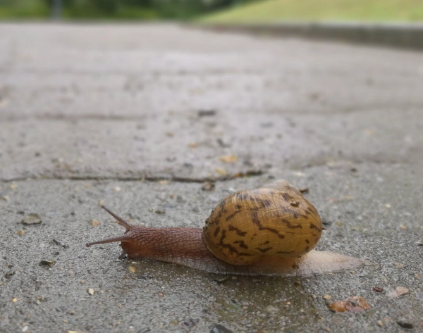 蝸牛怕鹽的科學真相與園藝防蟲實戰指南