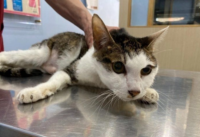 貓胰臟炎死亡率