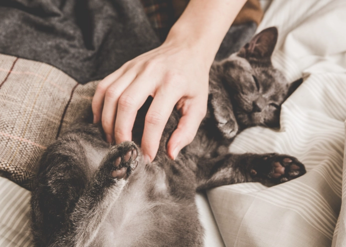 貓咪胰臟炎怎麼照顧