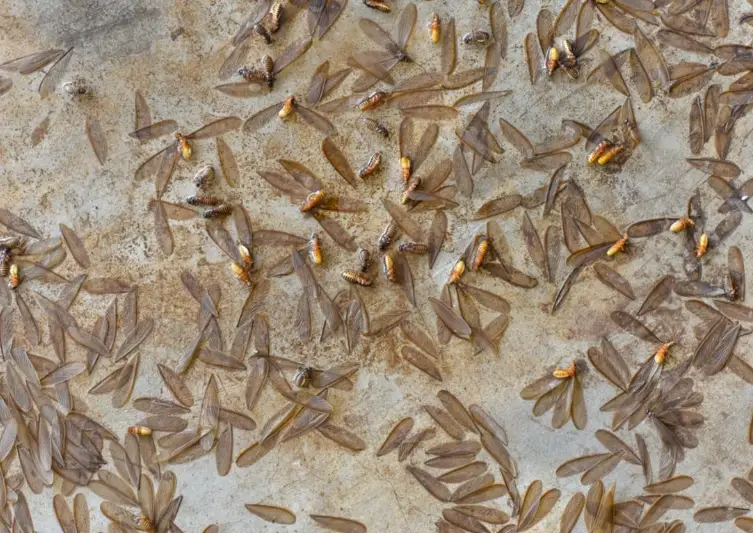 水蟻出現全攻略：原因、防治與居家應對實戰指南