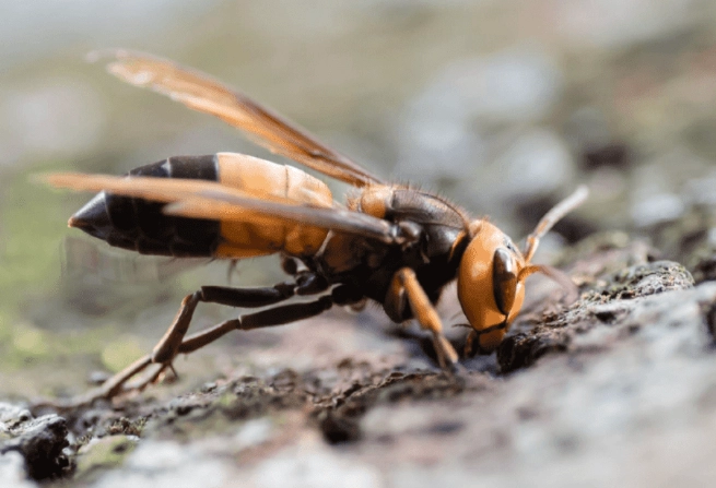 如何安全消滅虎頭蜂：完整步驟指南與專家避坑建議