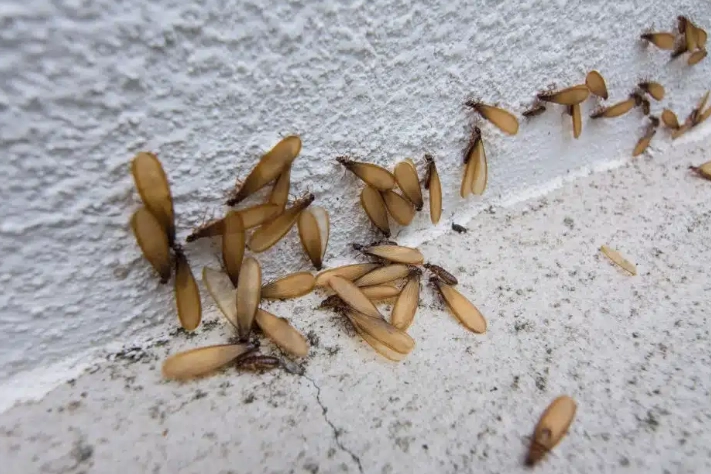 家裡有飛蟻怎麼辦