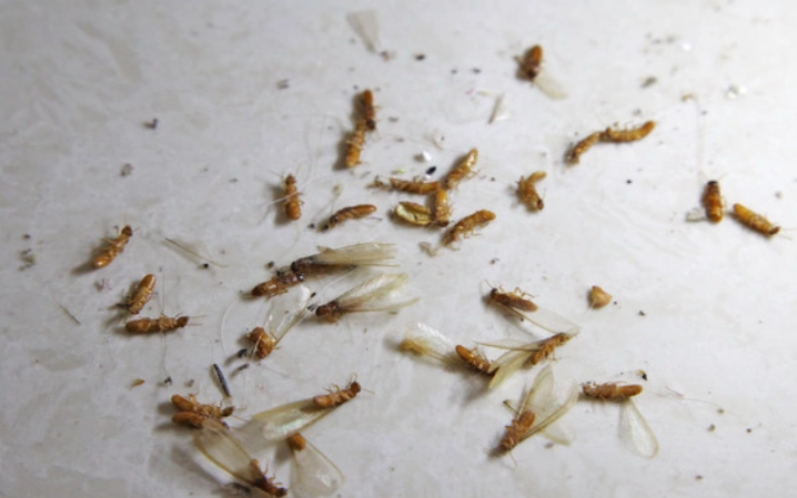 飛蟻白蟻防治全攻略：3分鐘判斷與居家防護終極指南