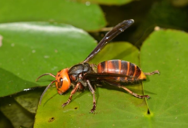 虎頭蜂蜂蜜真假