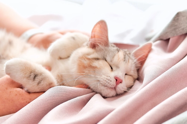 貓咪胰臟炎飲食