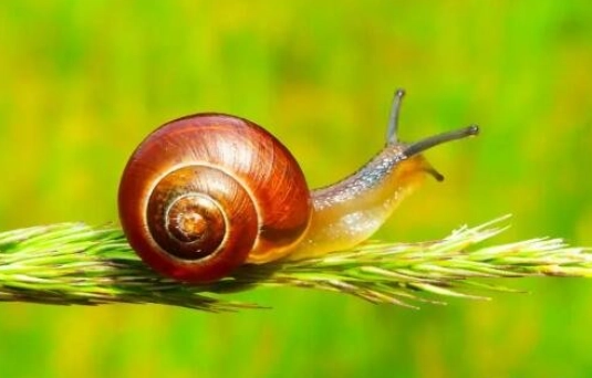 蝸牛怕鹽原因