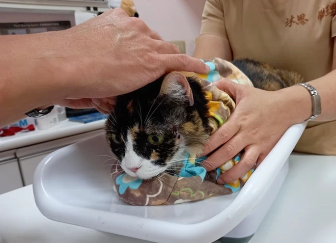 貓慢性胰臟炎治療