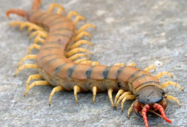 家裡有蜈蚣怎麼辦