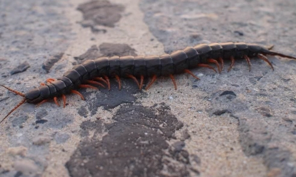 蜈蚣有毒嗎？居家常見蜈蚣毒性解析與緊急處理全攻略