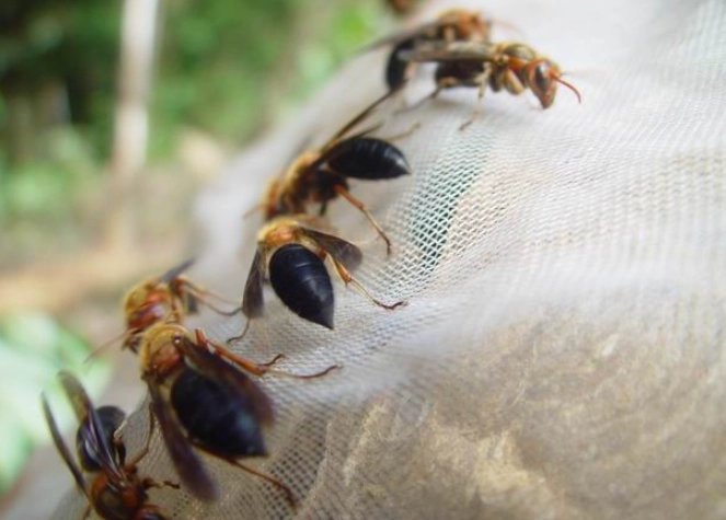 虎頭蜂蜂蜜價格